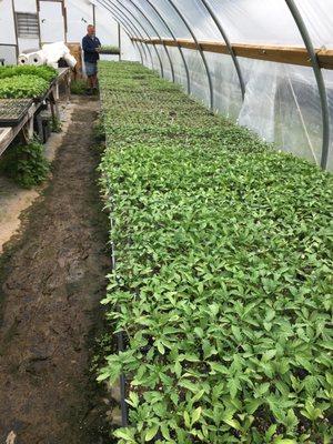 greenhouse seedlings for the field