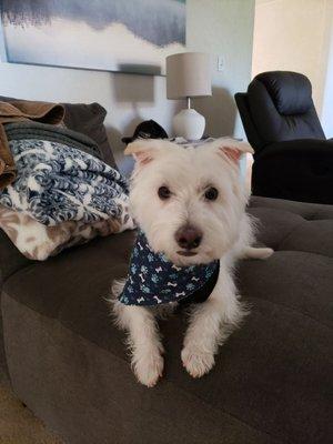 Looking spiffy after a spa day with Alma, at Lucky Dog groomers.