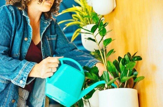 Weekly plant care for businesses