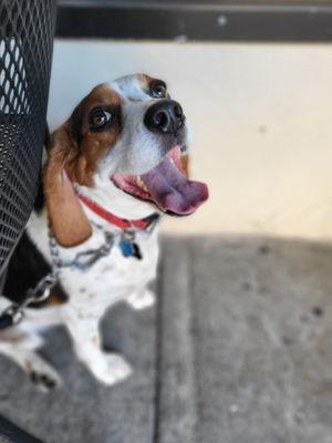 Our dog was happy they let him sit on the patio with us!