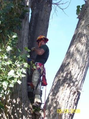 cottonwood removal