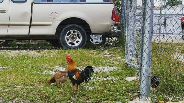 Backyard chickens..organic dinner perhaps?