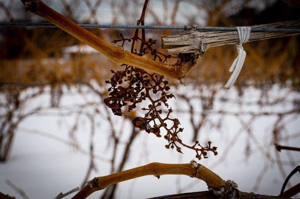 Snowshoeing in the vineyards.