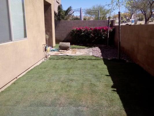 This is completed yard with the trimmed bougainvillea in the back ground.