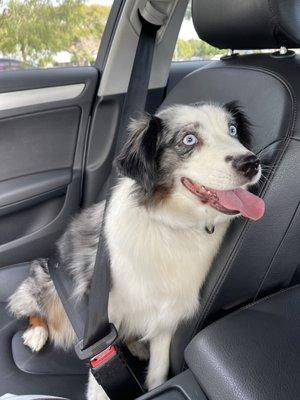 Derby excited, on the way to see Beth with her beige ruff , our playful dirty girl