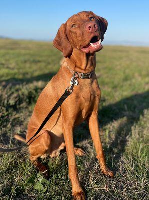 Leo's first day class portrait!