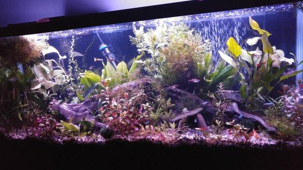 Some plants and fish from Eddie's.