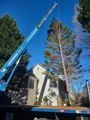 Crane moving the tree to a safe place on the ground.