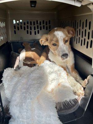 Parvo puppy heading for treatment