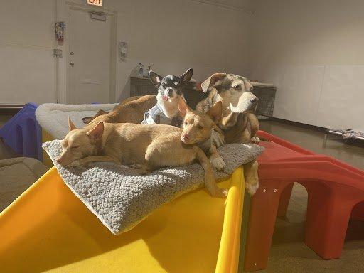 Barksville Dog Daycare and Boarding.