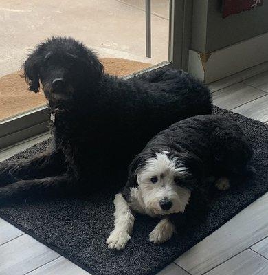 Lulu & Roxy chilling in their favorite spot.