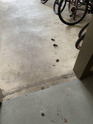 Dog poop at the entrance of the building