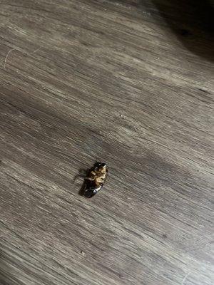 Dead roaches on the floor