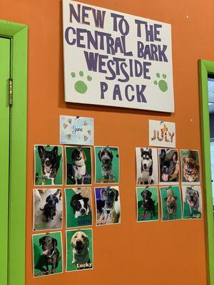 Welcome to the Central Bark Westside Pack