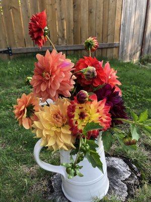 Farmer Mark provided clippers and let me wander his wife's beautiful dahlia garden to clip my own dahlias for $0.50-cents a stem!