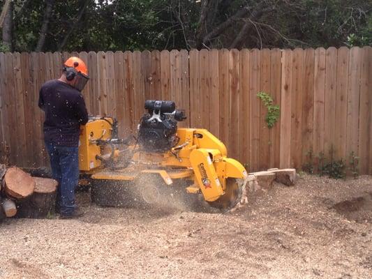 Tom pulverizing our huge stump.