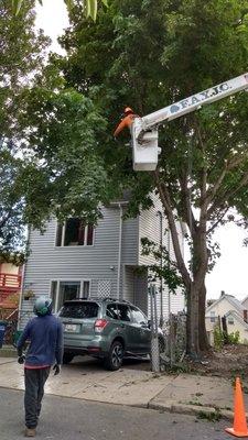 FAYJC cutting down a tree directly over our Airbnb guest's car, refusing to stop.