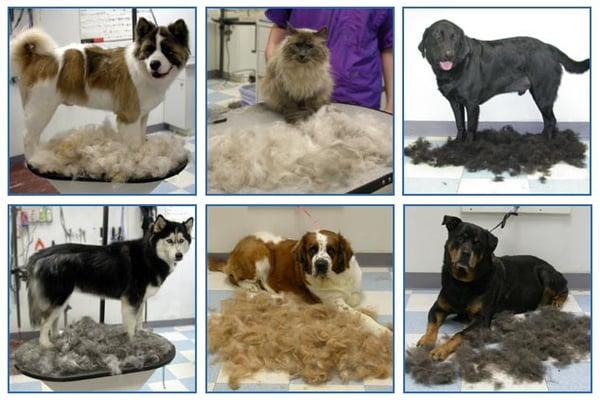 Furminator Shed Less Treatment - Reduces Shedding up to 90 percent.