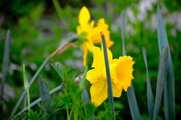 Yellow Daffodils in HB "secret" botanical garden