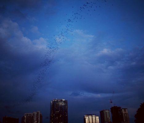 The bat colony emerging at dusk! (Mid-April 2021)