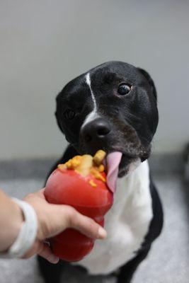 A dog daycare camper enjoying a delicious Kong of the Month!