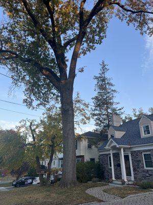 Tree in front of house