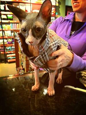 Kitties like Hamlet the Sphynx are always welcome at JLD