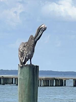 Guard bird