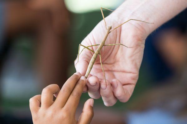 stick insect