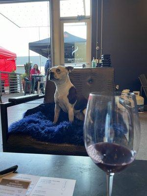 The cutest winery doggo - Valentine