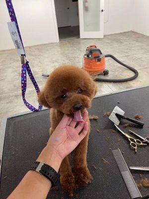 Best pet groomer in Rosemead, ca