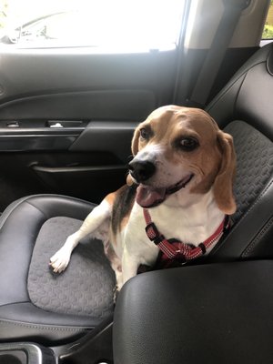 One happy dog going home from his check up!!!