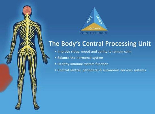 Zone 3 (Nervous System Zone):
 
 If you are anxious, can't sleep, or have immune or reproductive issues, let's balance your Zone 3.