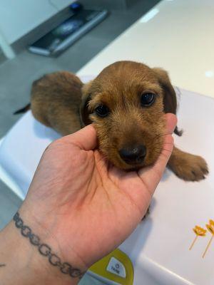 So cute pepper who is a dochshund. SWEETEST 9WEEKS OLD.