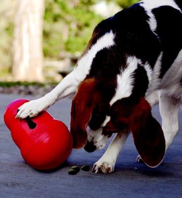 Challenge your dog to get his own treats with the Kong Wobbler.