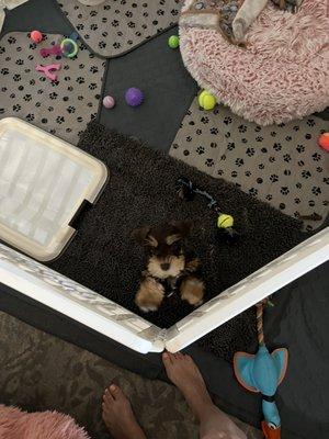 Chloe's playpen and home base for the next bit! She is 8 weeks old in the pic!!!