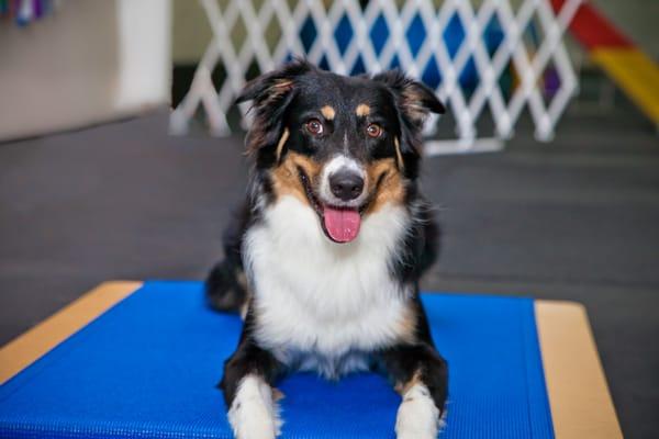 Puppy Classes