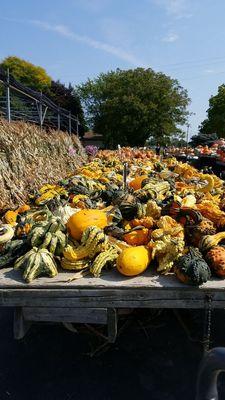 Miscellaneous gourds, smaller pumpkins towards the end