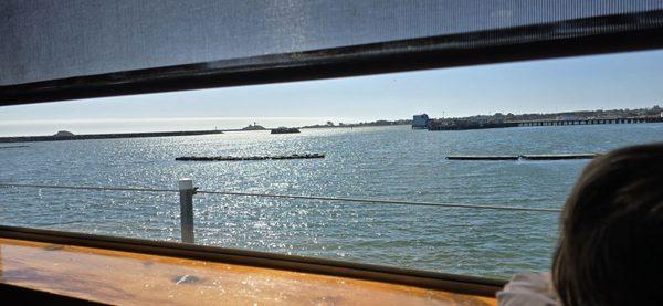 View of sea lions from the window