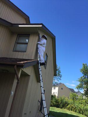 Wasp nest in the eaves.