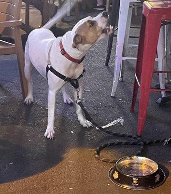 dog friendly - staff even brings water bowls out!