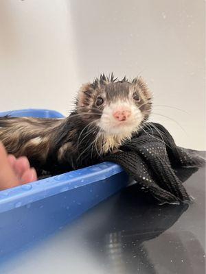 Angel Ferret Shelter Services