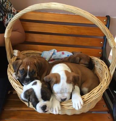 A basket of Saint Bernard puppies in the lobby!!!