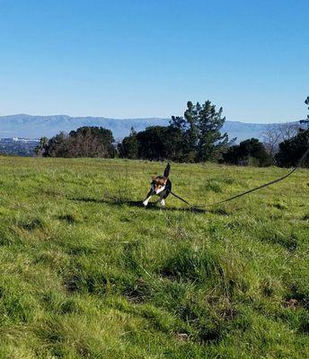 Big open space for a walk with your dog.