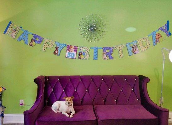 Shop dog Cupcake has witnessed a few bday parties at the store, and she is taking a break here.