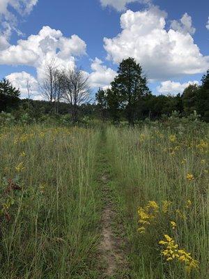 Prairie Grasses...in Tennessee!