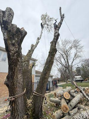 Trimming tree @ Northbrook il