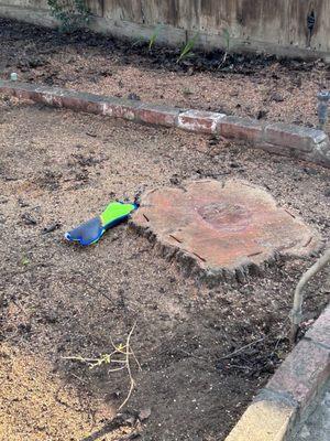 Stump and Lucy's memorial to the tree.