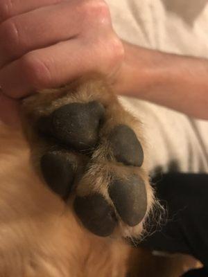 Another cut on his other paw.