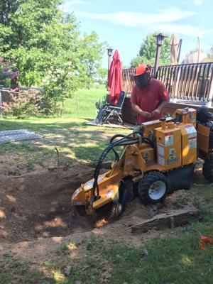 Reaching deep and grinding the storm damaged trunk in a sunken railroad tie box.